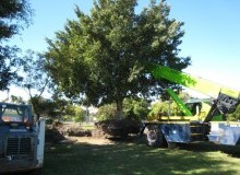 Kwikfynd Tree Management Services
knockrow