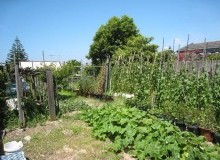 Kwikfynd Vegetable Gardens
knockrow